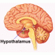Hormones of hypothalamus, pituitary and gonadotropins